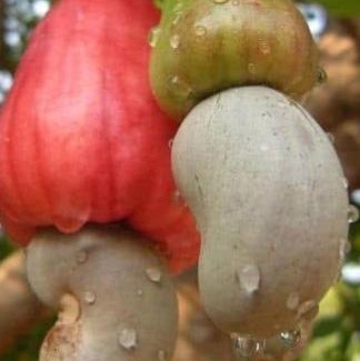 Otukpo Apartment | W180 King of Cashew Nut