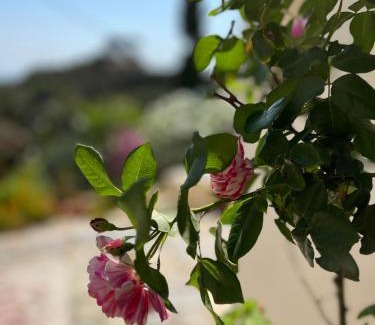Kithira House | Walnut Tree Farm