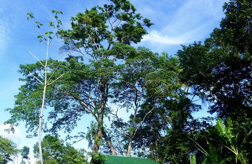 Bocatorito Cabin | Whimsical Treehouse on cacao farm in Dolphin Bay
