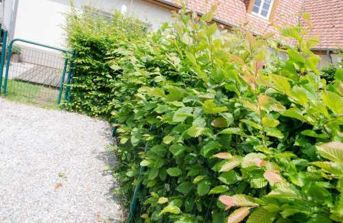 Condette House | Whitley cottage