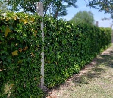 Alta Gracia Cabin | Wikam