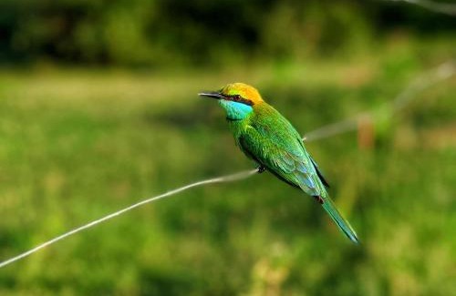 Kataragama Other | Yala Expeditions