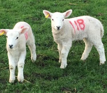 Stafford Apartment | Ye Old Lambing Lodge - Spring Paddock
