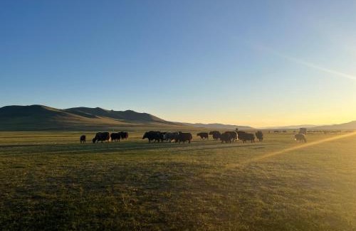 Uvurkhangai Other | Yurts in an Nomadic family
