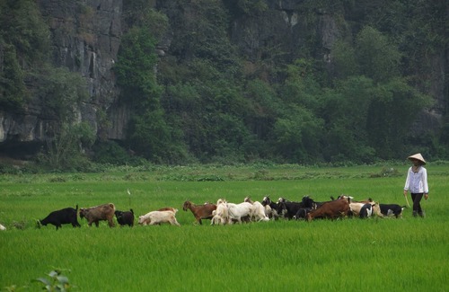 Hoa Lu House | Zuli Zen Home, Moutain view- next to Tam coc town.