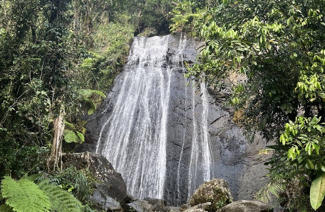 5mins from Beach & El Yunque Tropical Rainforest Tranquil room w/private entry!