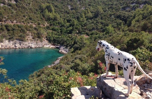 Apartment Filip - Pokrivenik, sea view and 5 min to the beach,