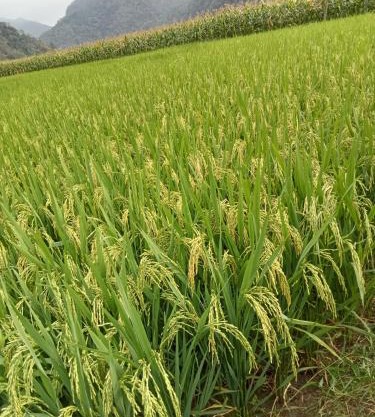 Ba Be Village Homestay