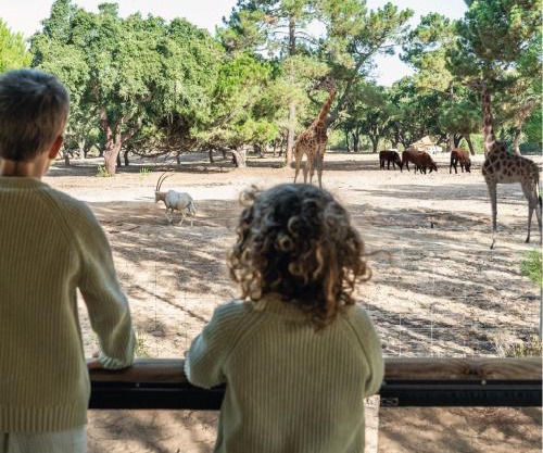 Badoca Safari Glamping Experience