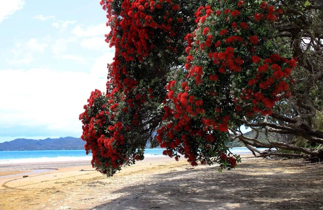 Beachfront Apartment - COOPERS BEACH