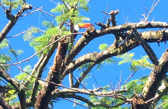 Beautiful Island Guest House - Bonete Suite