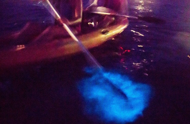 Bioluminescence Yacht Experience