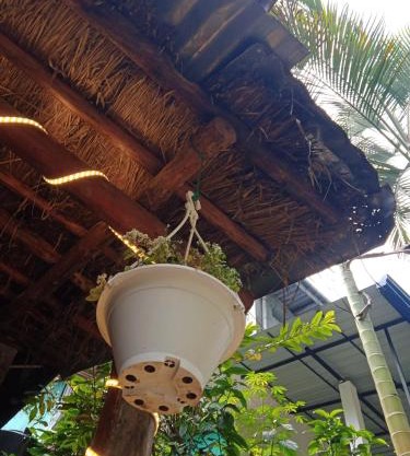 Cane Homestay