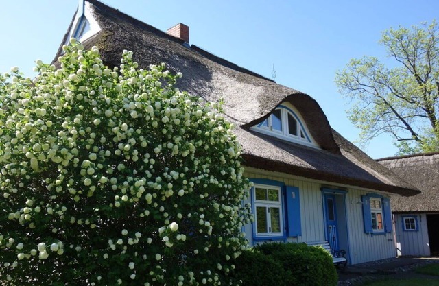 Captain House South Cats 8