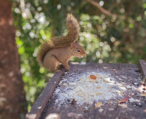 Chalés Fora de Estrada