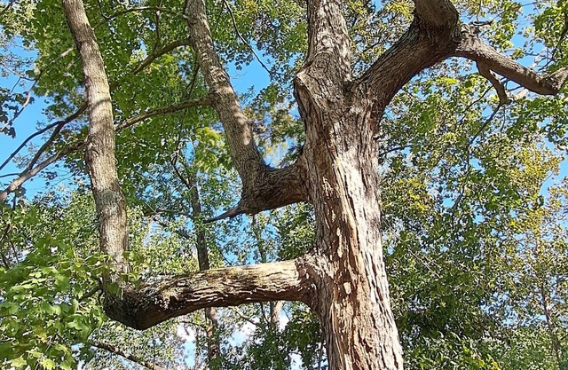 Charming 2-bedroom cabin close to Kinkaid Lake Murphysboro