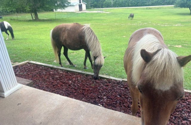 Charming 3-bedroom farm house. Love horses and nature? Nature at its best.