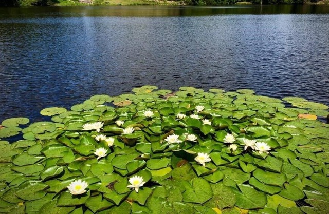 Chez Fenz Ferme et gite Private lake and gite surrounded by 70 acres of nature