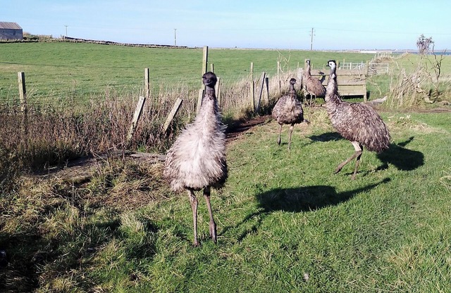Comfortable three bedroom bungalow located in Orkney Islands complete with emus.