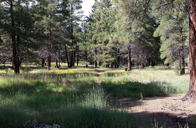 Cozy and Comfortable In the Forest