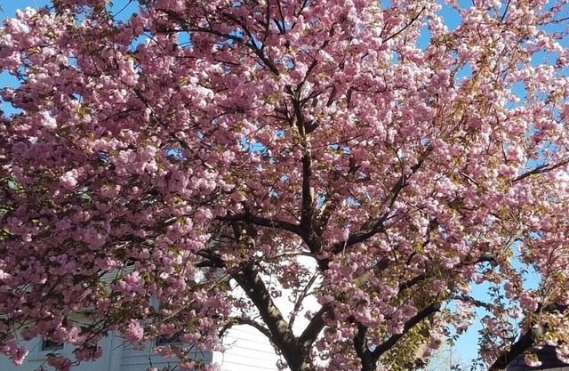 Cozy Cottage of Alexandria Privacy Parking Metro Full Kitchen Laundry Patio WiFi