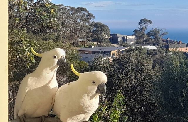 Dromana stay for couples.n(Max 2 people, Max 2-3 night stay)n