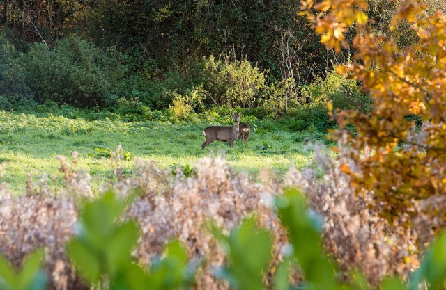 Eider- Floating Lodge with Hot Tub