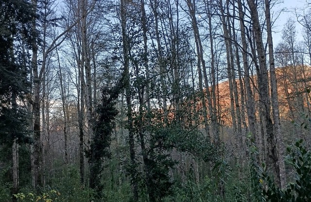 El roble cabins