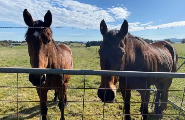 Escape city life and immerse in Yass' serenity at Original Farm.