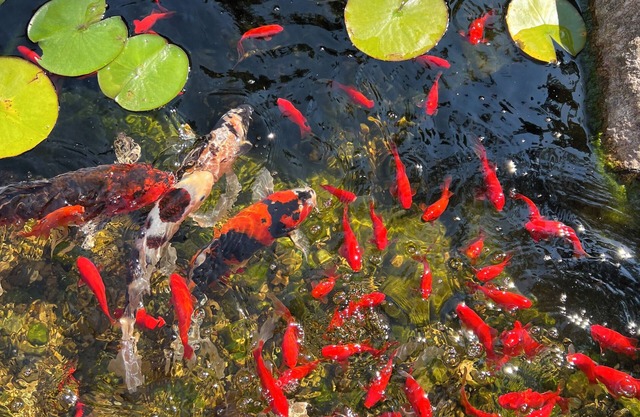 Firefly Pond/Koi Pond/Tranquil Backyard