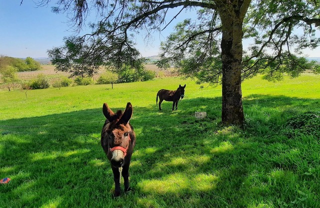Gîte la rapière, nature, in the countryside, no noise, calm and restful swimming pool