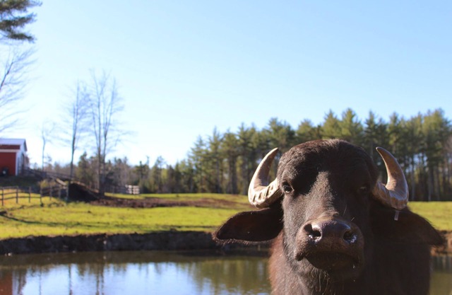Glamping at Maine Water Buffalo Farm