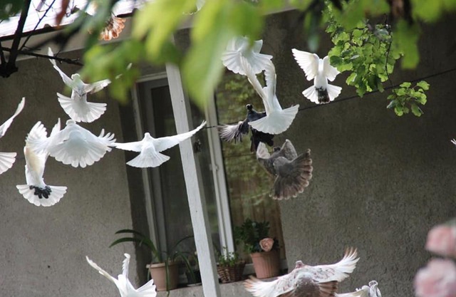 Hayk B&B (in Sanahin)