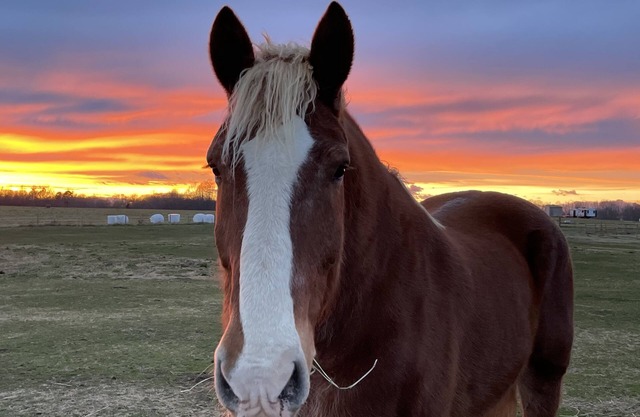 Horses, Big Sky, Tiny Home and Boat and Horse Trailer Parking