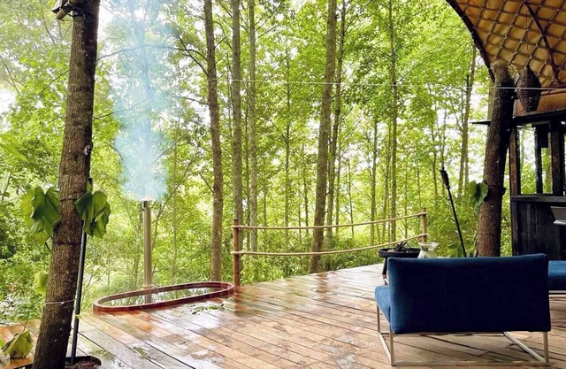 Immerse yourself in the forest! (Citlalapa)