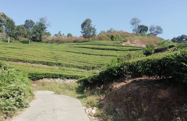 Linten Holiday Resort,Property set in Munnar.4.7km from MUNNAR Town