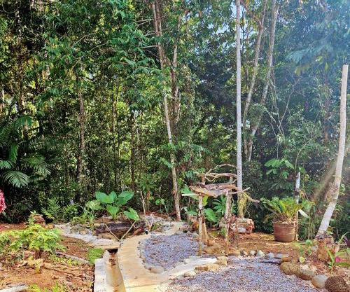 Lodge jaguarjundi