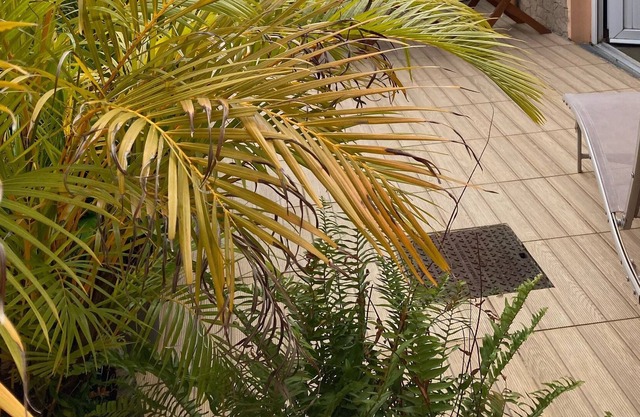 Logement Corossol