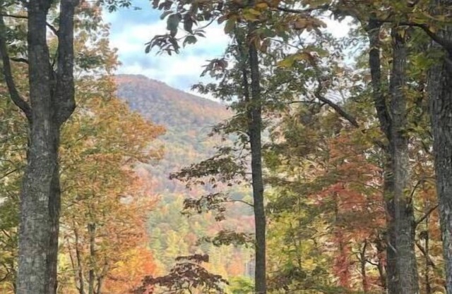 Lovely 1-bedroom, 1100 sqft apartment, patio in forest, beautiful Blue Ridges