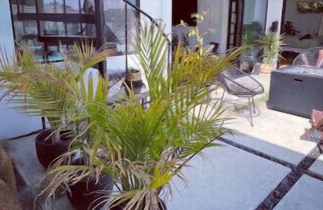 Lush Midcentury Home *As seen on HBO’s Sweet Life*