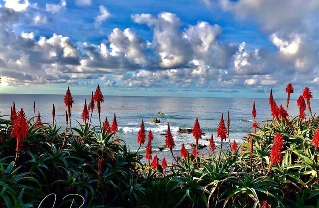 Luxury Laguna Beach Cottage 2024 Early Booking Discount