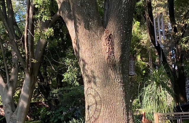 Magnolias Jardin & Boutique Suites