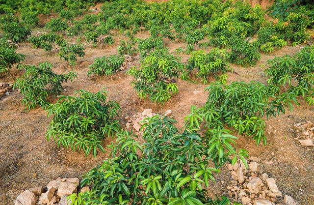 Mango Tree Retreat