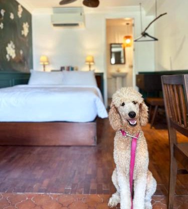 MiraNamin Nest CALACHUCHI Room in Unique Historic Home - Balcony, Rooftop, Garden View, Shared Kitchen, Pet Friendly with a Fee