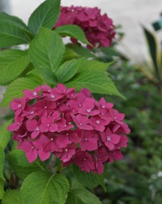 Olesya Guesthouse