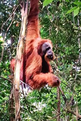On The Rocks Bungalows, Restaurant and Jungle Trekking Tours