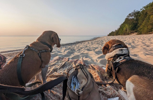 Open, bright, pet-friendly cottage w/AC - walking distance to beaches & town!