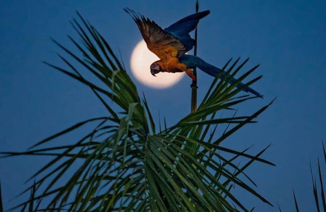 PALMA HOUSE San Juan