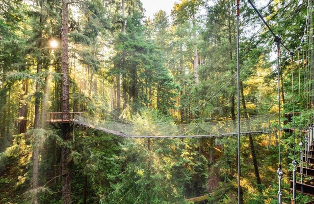 "Park Place" @ #RedwoodSkyWalk & Sequoia Park Zoo: 5BD*, Pool Table, Game Room, Kiva, Gas Grill!