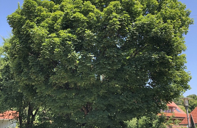 Pia's Nature Retreat